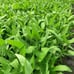 （500g/bag） Water Spinach seed, Rau ong choy 10000+ seeds 2023/Dec NEW!