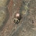 Tiffany & Co. Single Ball Stud Earring