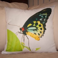 Goliath Birdwing Butterfly Pillow Cover