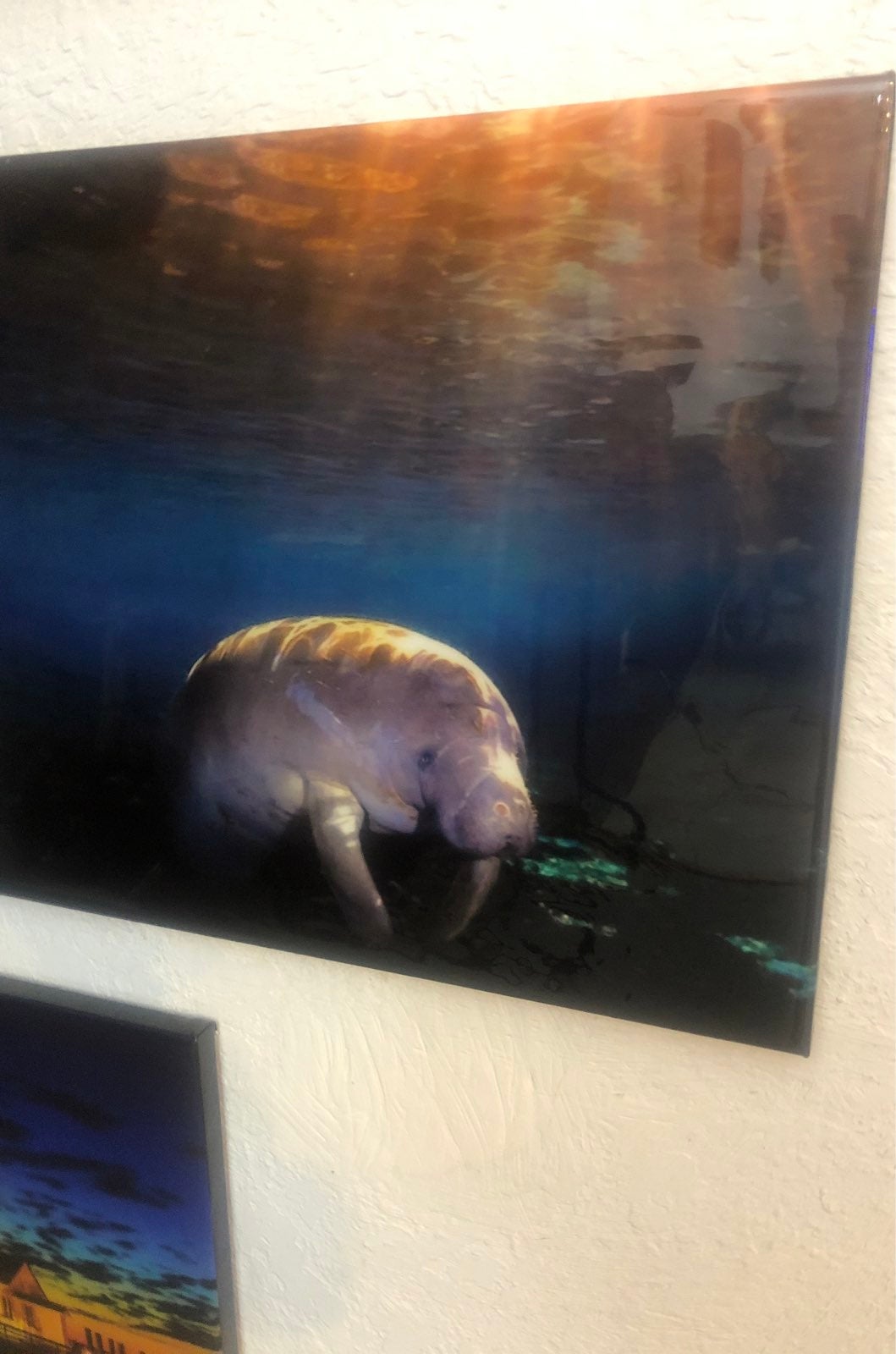 Manatee