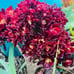 Rare Aeonium cv. Velour crested live Rooted，old trunk, bonsai get 2 free succule
