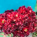 Rare Aeonium cv. Velour crested live Rooted，old trunk, bonsai get 2 free succule