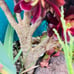 Rare Aeonium cv. Velour crested live Rooted，old trunk, bonsai get 2 free succule