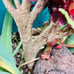 Rare Aeonium cv. Velour crested live Rooted，old trunk, bonsai get 2 free succule