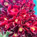 Rare Aeonium cv. Velour crested live Rooted，old trunk, bonsai get 2 free succule