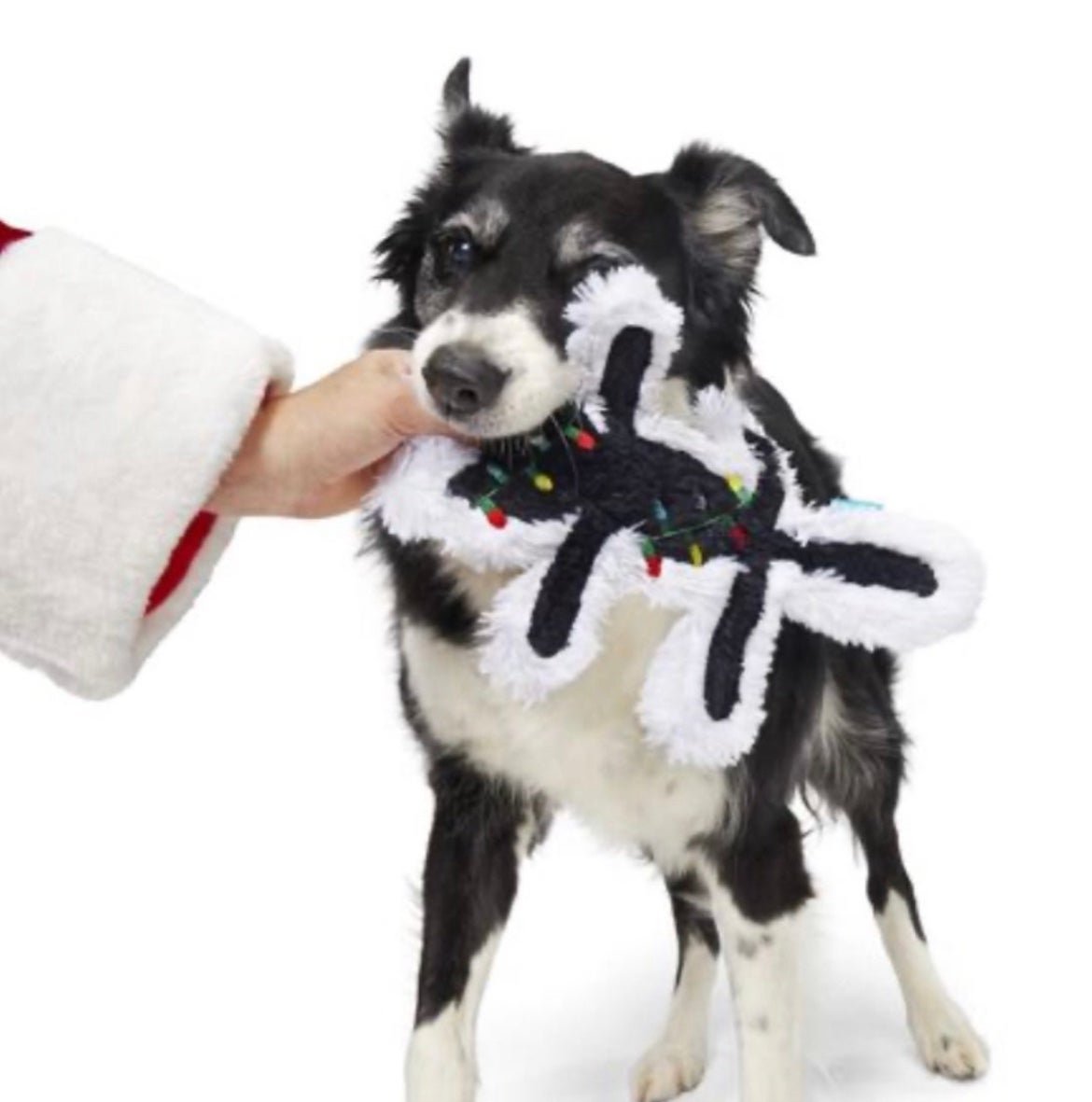 New Bark Box & National Lampoon’s Christmas Vacation “ Fried Cat “ Dog Toy M/L - detail