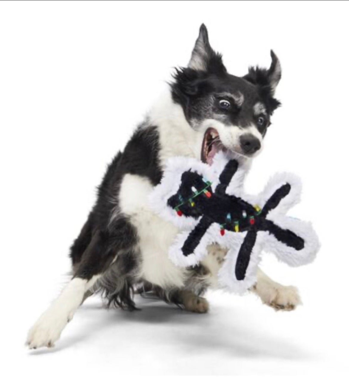 New Bark Box & National Lampoon’s Christmas Vacation “ Fried Cat “ Dog Toy M/L - detail