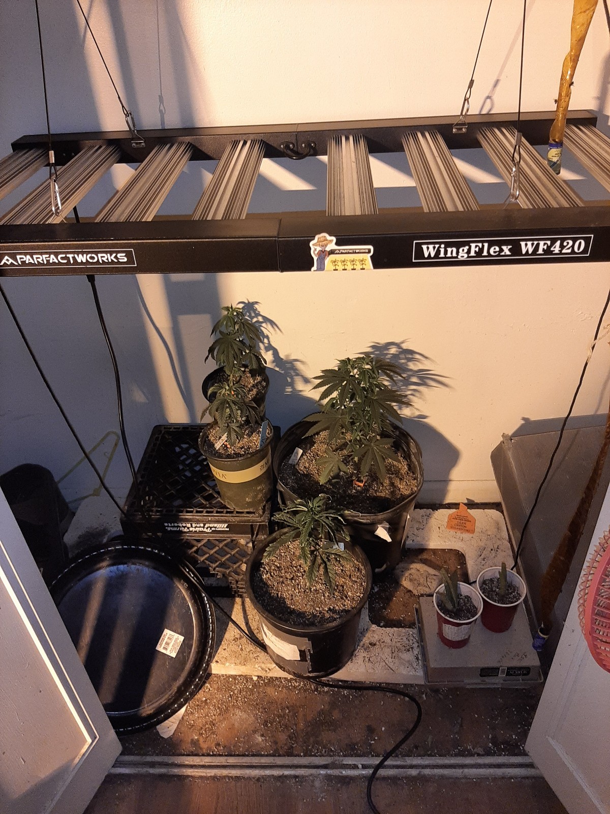420 w led grow light only used one grow I got a gps xmas