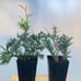 10 Green Giant Arbovitae trees 7” tall