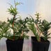 10 Green Giant Arbovitae trees 7” tall