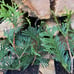 10 Green Giant Arbovitae trees 7” tall