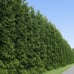 10 Green Giant Arbovitae trees 7” tall