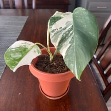 Monstera albo