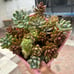 Succulent assortment