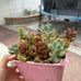 Succulent assortment