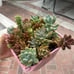 Succulent assortment