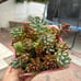 Succulent assortment
