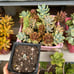 Succulent assortment