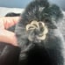 Faux Fur Stole Wrap Christian Lacroix Women’s Black NEW Crystal Brooch Snap 45