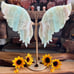 Caribbean Calcite Butterfly Wings