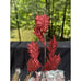 Stunning Red & Gold Cranberry Christmas Ornament Tree Spray Picks 20” Long