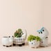 Small Succulent Pots with Drainage, Ceramic Animal Planter