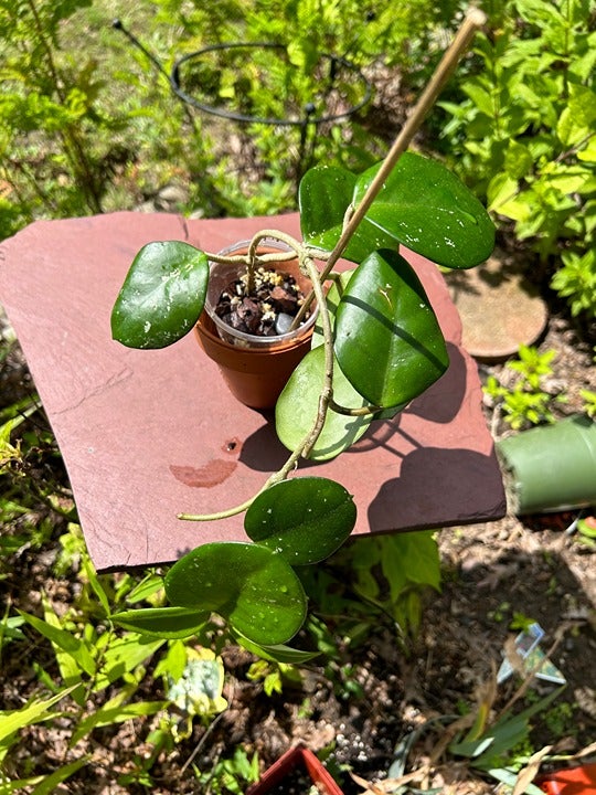 Hoya fungii with white spots and pubescent leaf reverse; 5 nodes, peduncle