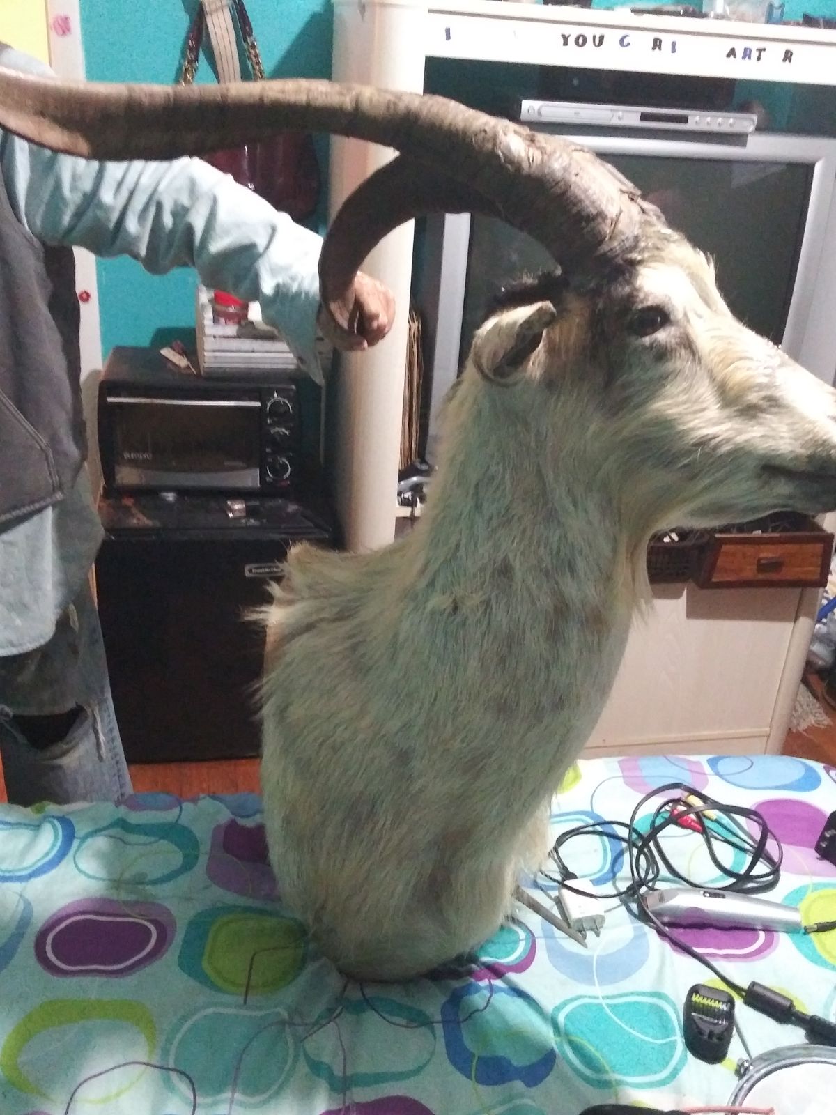 Dall Ram head mount