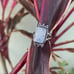 Moonstone Sterling Silver Ring size 8