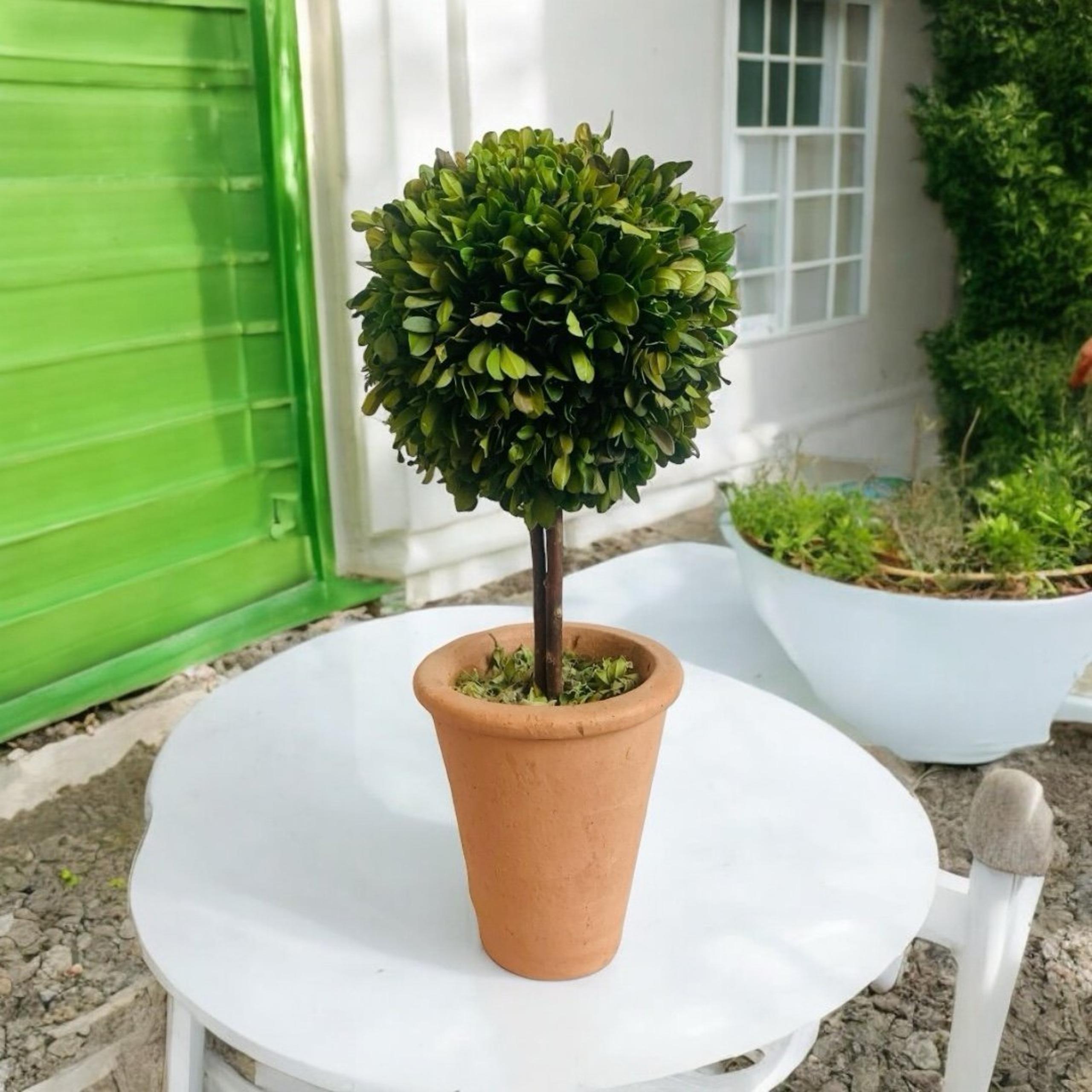 Braided Topiary Tree Indoor Outdoor Preserved Boxwood Topiary in Round Planter