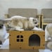 Cat Scratching Board Cat Nest