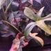 Florida beauty philodendron full plant