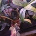 Florida beauty philodendron full plant