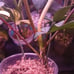Florida beauty philodendron full plant