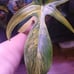 Florida beauty philodendron full plant