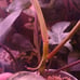 Florida beauty philodendron full plant