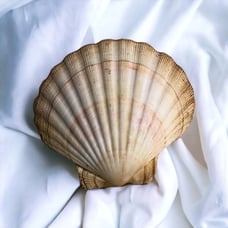 Natural Large Seashell Clam Shell 5 Ocean Oyster Sea Cockle Beach Decor