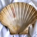 Natural Large Seashell Clam Shell 5 Ocean Oyster Sea Cockle Beach Decor