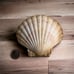 Natural Large Seashell Clam Shell 5 Ocean Oyster Sea Cockle Beach Decor