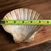 Natural Large Seashell Clam Shell 5 Ocean Oyster Sea Cockle Beach Decor