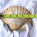 Natural Large Seashell Clam Shell 5 Ocean Oyster Sea Cockle Beach Decor