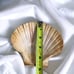 Natural Large Seashell Clam Shell 5 Ocean Oyster Sea Cockle Beach Decor