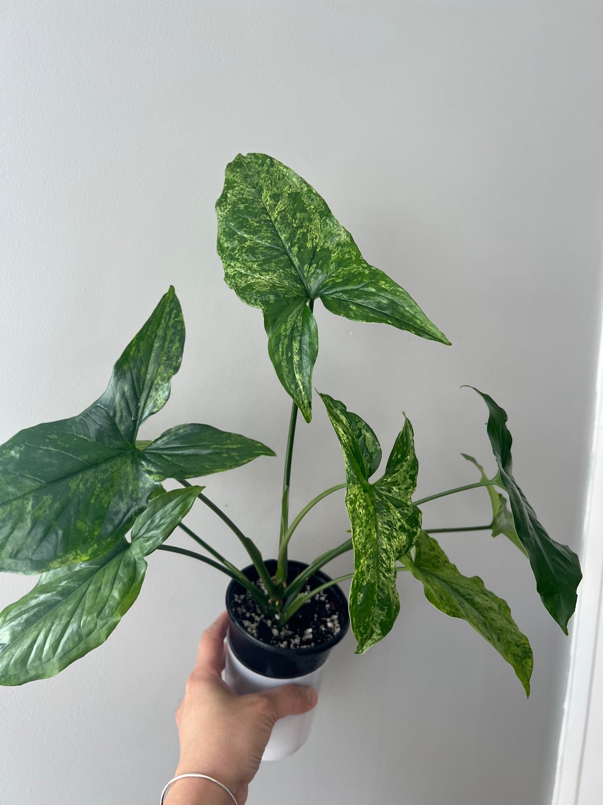 Syngonium mojitos