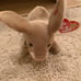 Ty Beanie Babies NIBBLY bunny rabbit err