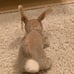Ty Beanie Babies NIBBLY bunny rabbit err