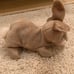 Ty Beanie Babies NIBBLY bunny rabbit err