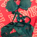 lingerie bundle