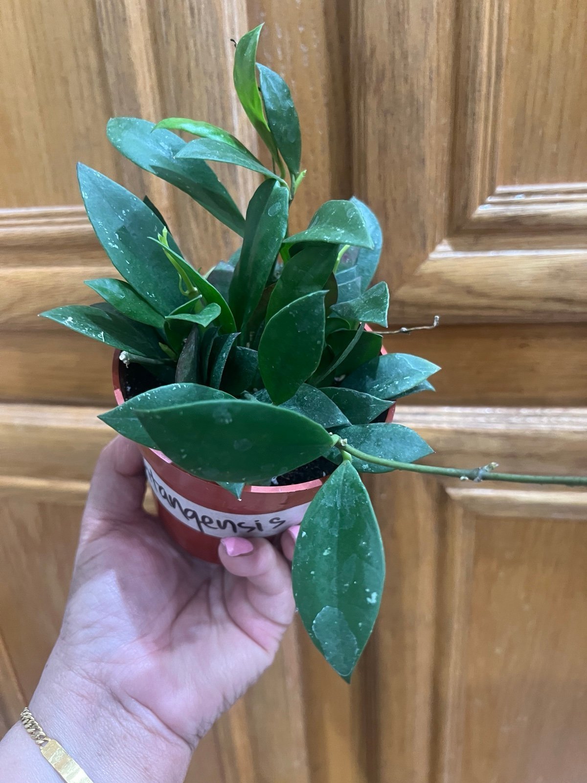 RARE HOYA SIPITANGENSIS IN 4” POT