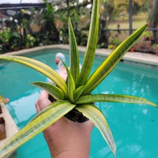 Sansevieria Gabrielle gabriella