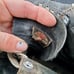 Vintage 40's 50's football cleats hightops